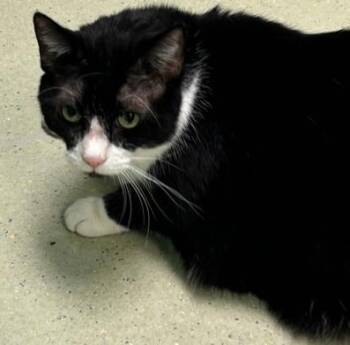 Domestic Short Hair Cats Available for Adoption - Oreo (bond: Binx) | PetCurious