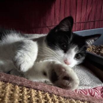 Rescue Domestic Short Hair Cats for Adoption in Abingdon, Maryland - 1125-128 Ollie | PetCurious