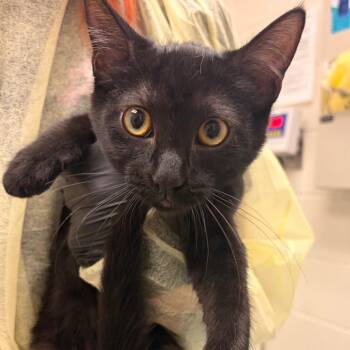 Beatrice -  Domestic Short Hair Cat for Adoption in Murray, Utah - Beatrice | PetCurious
