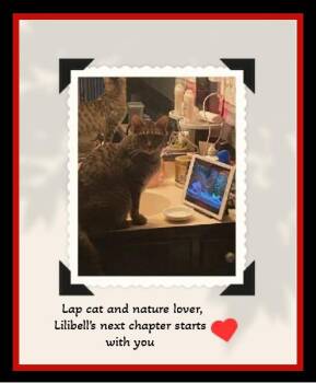 Rescue Domestic Short Hair Cats for Adoption in Winston-salem, North Carolina - Lilibell: She Lost Her Person, Not Her Heart. A Gentle Soul Seek | PetCurious
