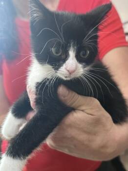 Fig Freeport -  Domestic Short Hair Cat for Adoption in Westbury, New York - Fig Freeport | PetCurious