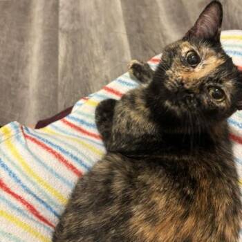 Flicker -  Domestic Short Hair Cat for Adoption in Renton, Washington - Flicker | PetCurious