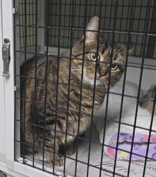 Rescue Domestic Short Hair Cats for Adoption in Hillsdale, Indiana - Sophia | PetCurious