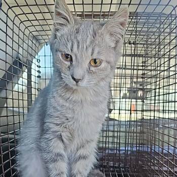Domestic Short Hair Cats Available for Adoption in Hedgesville, West Virginia - Rue | PetCurious