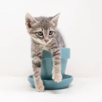 Benedict -  Tabby Cat for Adoption in Trophy Club, Texas - Benedict | PetCurious