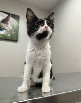 Rescue Domestic Short Hair Cats for Adoption in Grand Junction, Colorado - Maggie | PetCurious