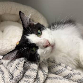 MANYA -  Domestic Medium Hair Cat for Adoption in Methuen, Massachusetts - MANYA | PetCurious