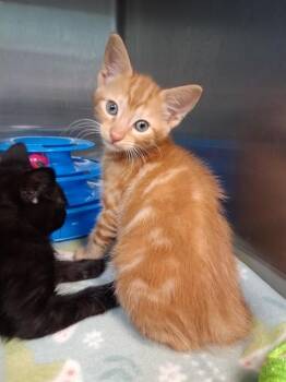 SIMBA -  Domestic Short Hair Cat for Adoption in Fort Walton Beach, Florida - SIMBA | PetCurious