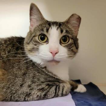 Rescue Domestic Short Hair Cats for Adoption in Columbia, Missouri - Louie (& Murphy) | PetCurious