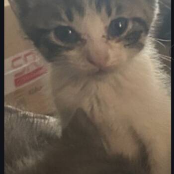 Rescue Domestic Short Hair Cats for Adoption in Houston, Texas - Fausto | PetCurious