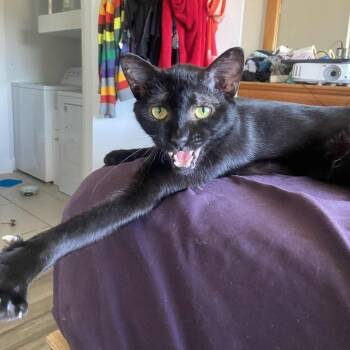 Rescue Domestic Short Hair Cats for Adoption in Austin, Texas - Cracker Barrel | PetCurious