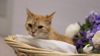 Domestic Short Hair Cats Available for Adoption in Gastonia, North Carolina - Kitkat | PetCurious