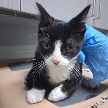 Ike -  Domestic Short Hair Cat for Adoption in Summerville, South Carolina - Ike | PetCurious