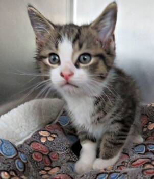 Johnny -  Domestic Short Hair Cat for Adoption in Lexington, Virginia - Johnny | PetCurious
