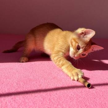 Frankie -  Tabby and Domestic Short Hair Cat for Adoption in San Jose, California - Frankie | PetCurious