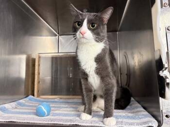 Tommy -  Domestic Medium Hair Cat for Adoption in New York, New York - Tommy | PetCurious