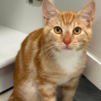 Riker -  Domestic Short Hair and Tabby Cat for Adoption in Germansville, Pennsylvania - Riker | PetCurious