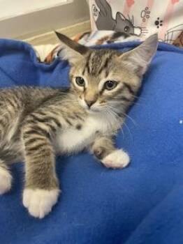 Bell Pepper -  Tabby Cat for Adoption in Parlier, California - Bell Pepper | PetCurious