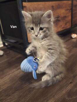 Van -  Domestic Medium Hair Cat for Adoption in Liverpool, Texas - Van | PetCurious