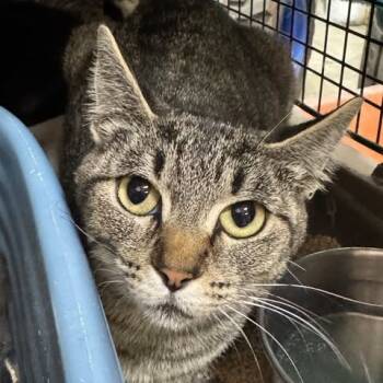 Rescue Domestic Short Hair Cats for Adoption in Ferndale, Washington - Darby Rose | PetCurious