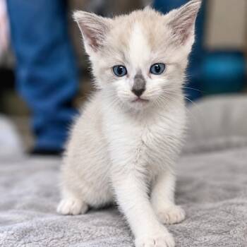 Brisk Werme -  Domestic Short Hair Cat for Adoption in Las Vegas, Nevada - Brisk Werme | PetCurious