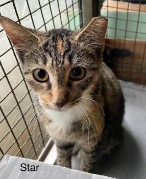Rescue Domestic Short Hair Cats for Adoption in Safety Harbor, Florida - Star | PetCurious