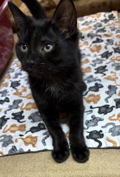 Bridget S (sweet sister to Benji and Barnaby) -  Domestic Short Hair Cat for Adoption in Stowe, Pennsylvania - Bridget S (sweet Sister To Benji And Barnaby) | PetCurious