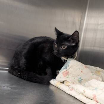 Rescue Domestic Short Hair Cats for Adoption in Des Moines, Iowa - Norman | PetCurious