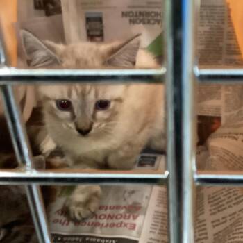 Blaine -  Domestic Short Hair Cat for Adoption in Montgomery, Alabama - Blaine | PetCurious