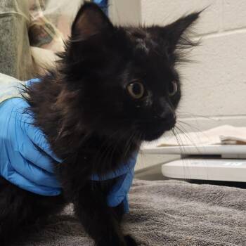 Nicky Katsopolis -  Domestic Short Hair Cat for Adoption in Murray, Utah - Nicky Katsopolis | PetCurious