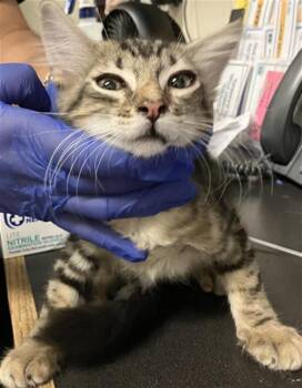 ROCKSY -  Domestic Medium Hair Cat for Adoption in Long Beach, California - ROCKSY | PetCurious