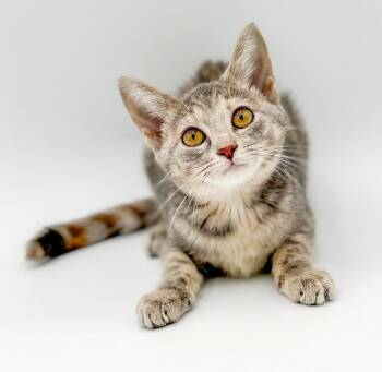 Daisy is a darling rainbow of love - Ridiculously adorable -  Torbie and Bengal Cat for Adoption in Bedford Hills, New York - Daisy Is A Darling Rainbow Of Love - Ridiculously Adorable | PetCurious