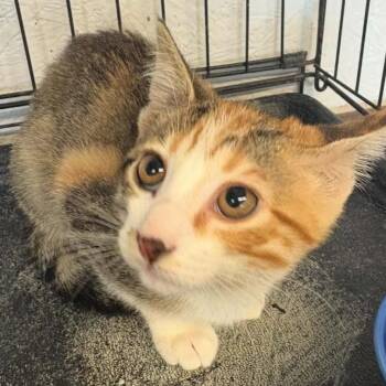 Connie Stevens -  Domestic Short Hair Cat for Adoption in Warrensburg, Missouri - Connie Stevens | PetCurious