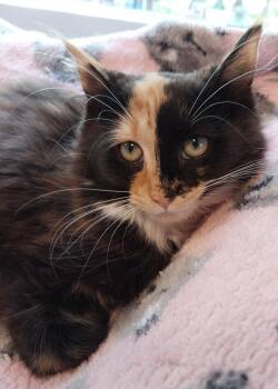 Shalimar * IN FOSTER * -  Domestic Long Hair Cat for Adoption in South Bend, Indiana - Shalimar * IN FOSTER * | PetCurious