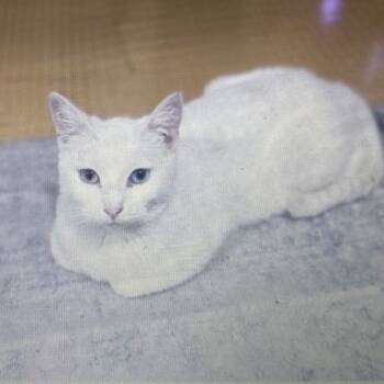 Rescue Domestic Short Hair Cats for Adoption in Los Angeles, California - Pearl | PetCurious