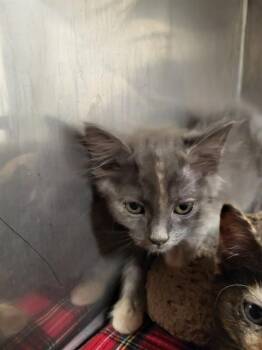 PRINCESSA -  Domestic Short Hair Cat for Adoption in Albuquerque, New Mexico - PRINCESSA | PetCurious