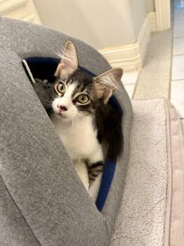 L.L. Bean -  Maine Coon Cat for Adoption - L.L. Bean | PetCurious