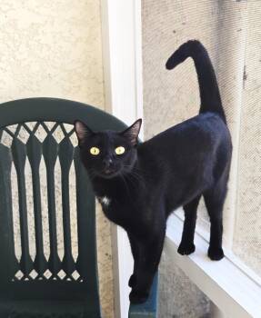 Rescue American Shorthair Cats for Adoption in Eglin Air Force Base, Florida - Molly | PetCurious