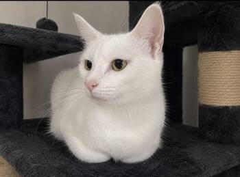 Mia 2 -  Domestic Short Hair Cat for Adoption in Wyandotte, Michigan - Mia 2 | PetCurious
