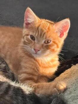 Cooper -  Domestic Short Hair Cat for Adoption in Dale City, Virginia - Cooper | PetCurious