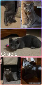 Gracie -  Domestic Short Hair Cat for Adoption in Newberg, Oregon - Gracie | PetCurious