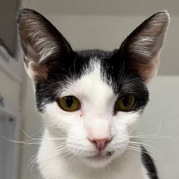 Rescue Domestic Short Hair Cats for Adoption in Austin, Texas - River JG | PetCurious