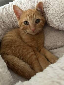 Acorn -  Domestic Short Hair Cat for Adoption in Shakespeare, Ontario - Acorn | PetCurious