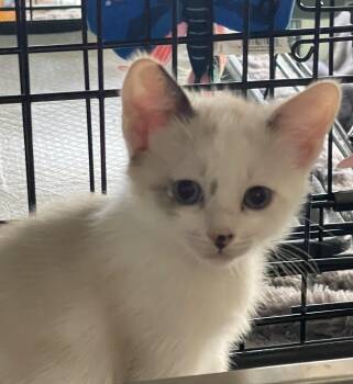 Tiffany -  Domestic Short Hair Cat for Adoption in South Pasadena, California - Tiffany | PetCurious