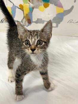 Rescue Domestic Short Hair Cats for Adoption in Margate, Florida - RICE | PetCurious