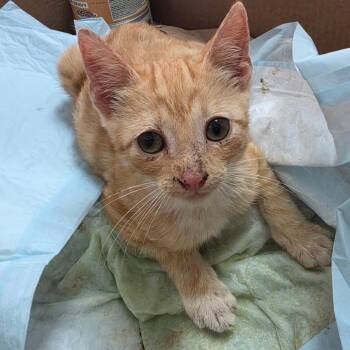 Cruzito -  Domestic Short Hair Cat Available for Adoption in Edinburg, Texas - Cruzito | PetCurious