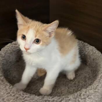 Chai -  Domestic Short Hair Cat for Adoption in Buffalo, New York - Chai | PetCurious