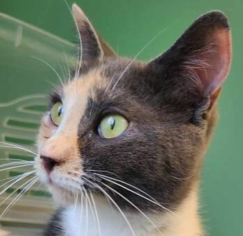 Rescue Domestic Short Hair Cats for Adoption in Salinas, California - Amelia | PetCurious