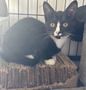 Rescue Domestic Short Hair Cats for Adoption in Sistersville, West Virginia - Nevaeh | PetCurious