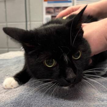 Tom (Holland Cat Cove) -  Domestic Short Hair Cat for Adoption in West Olive, Michigan - Tom (Holland Cat Cove) | PetCurious